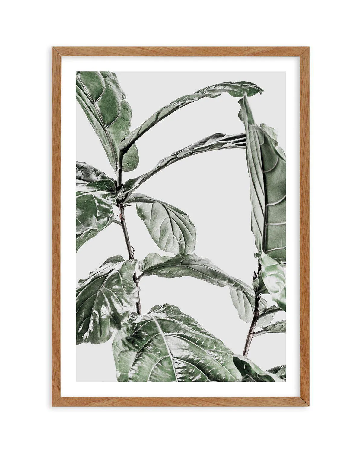 Abstract Fig I Art Print