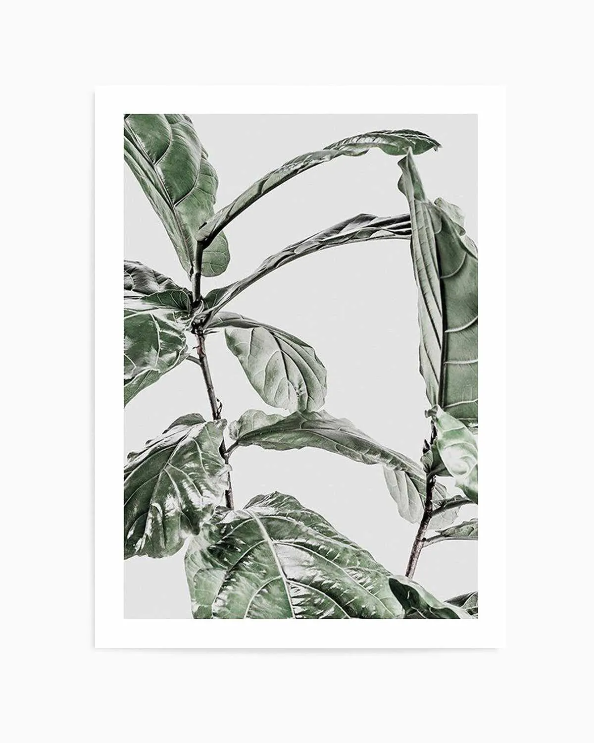 Abstract Fig I Art Print